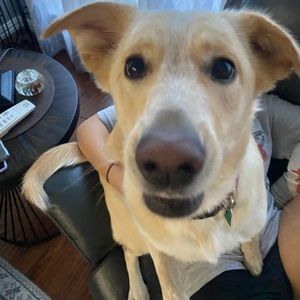 Meet your Posher, Preston